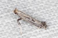Parornix anglicella