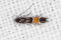 Cosmopterix scribaiella