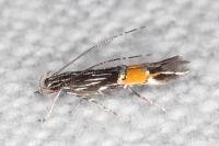 Cosmopterix scribaiella