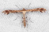 Oxyptilus pilosellae