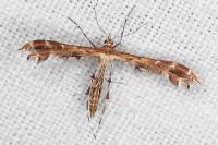Oxyptilus pilosellae