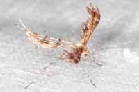 Oxyptilus pilosellae
