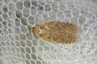 Agonopterix scopariella