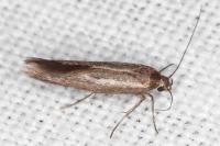 Scythris tenuivittella