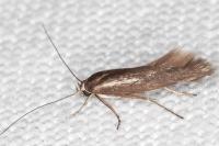 Scythris tenuivittella