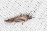 Scythris tenuivittella