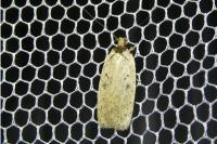 Agonopterix scopariella