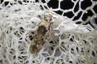 Carpatolechia decorella