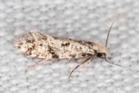 Nemapogon inconditellus