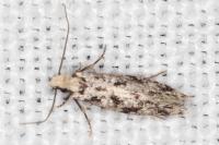 Nemapogon inconditellus