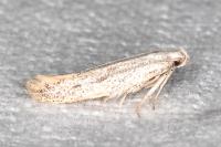 Ptycerata gypsella