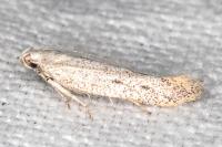 Ptycerata gypsella