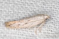Ptycerata gypsella