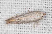 Ptycerata gypsella