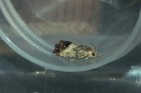 Cydia splendana