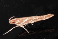 Pyroderces argyrogrammos