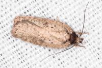 Agonopterix subpropinquella