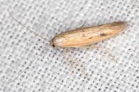Epidola stigma