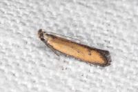 Mesophleps trinotella