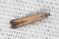 Mesophleps trinotella