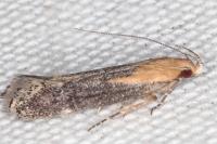 Stomopteryx basalis