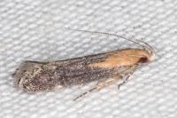 Stomopteryx basalis