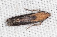 Stomopteryx basalis