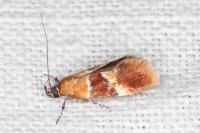 Epicallima bruandella