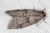 Penestoglossa dardoinella