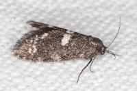Penestoglossa gallica