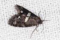 Penestoglossa gallica