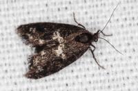 Penestoglossa gallica