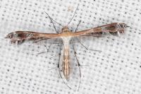 Stangeia siceliota