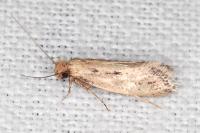 Anomalotinea liguriella
