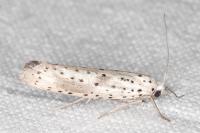 Yponomeuta irrorella