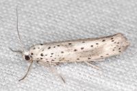 Yponomeuta irrorella