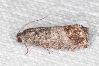 Cydia pomonella
