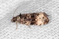Endothenia