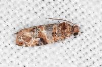 Lobesia botrana