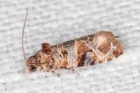 Lobesia botrana
