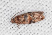 Lobesia botrana