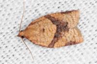 Clepsis consimilana