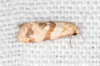 Phalonidia contractana