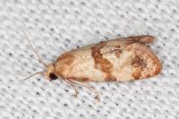 Phalonidia contractana