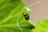 Adela australis