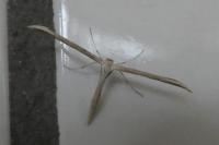 Emmelina monodactyla