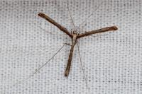 Agdistis heydenii