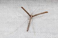 Agdistis heydenii