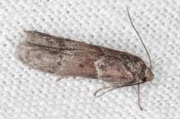 Blastobasis