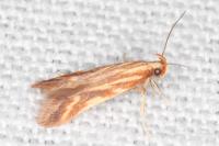 Metzneria aprilella